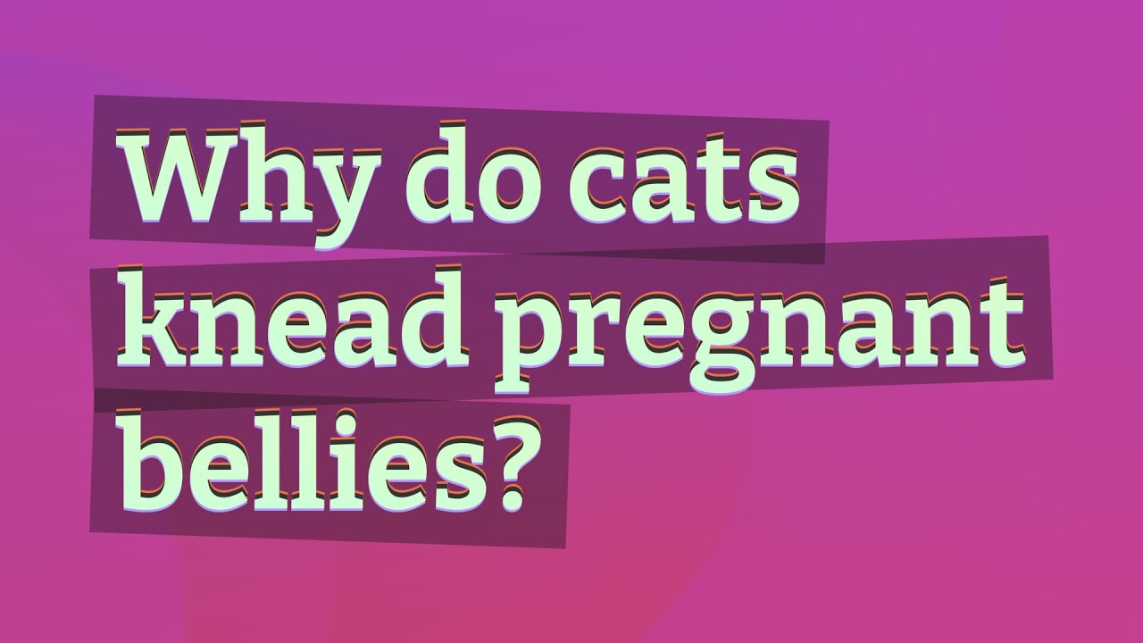 Why do cats knead pregnant bellies? YouTube