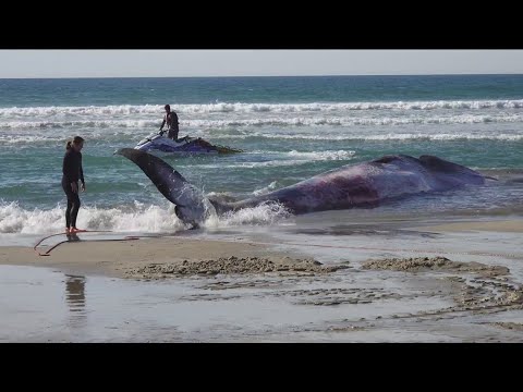 'Whale on whale crime' suspected in dead 50-foot fin whale