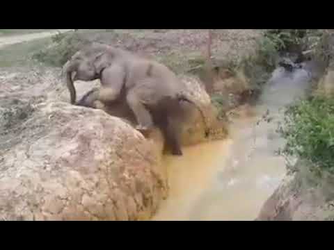 Maa Ne Bache Ko Bachaya