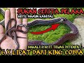 ULAR KECIL INI LEBIH MEMATIKAN DARI KING COBRA SEKALIPUN! ULAR CABAI KECIL! CALLIOPHIS INTESTINALLIS