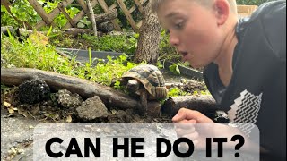 Can My Tortoise Escape His Maximum Outdoor Cage?