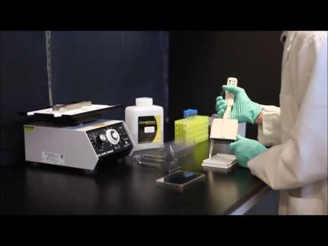 G-LISA® Protocol - Performing GTPase G-LISA® Activation Assays - video from Cytoskeleton