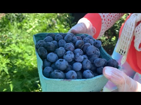 Blueberry Picking in Canada  Acres of Blueberries 