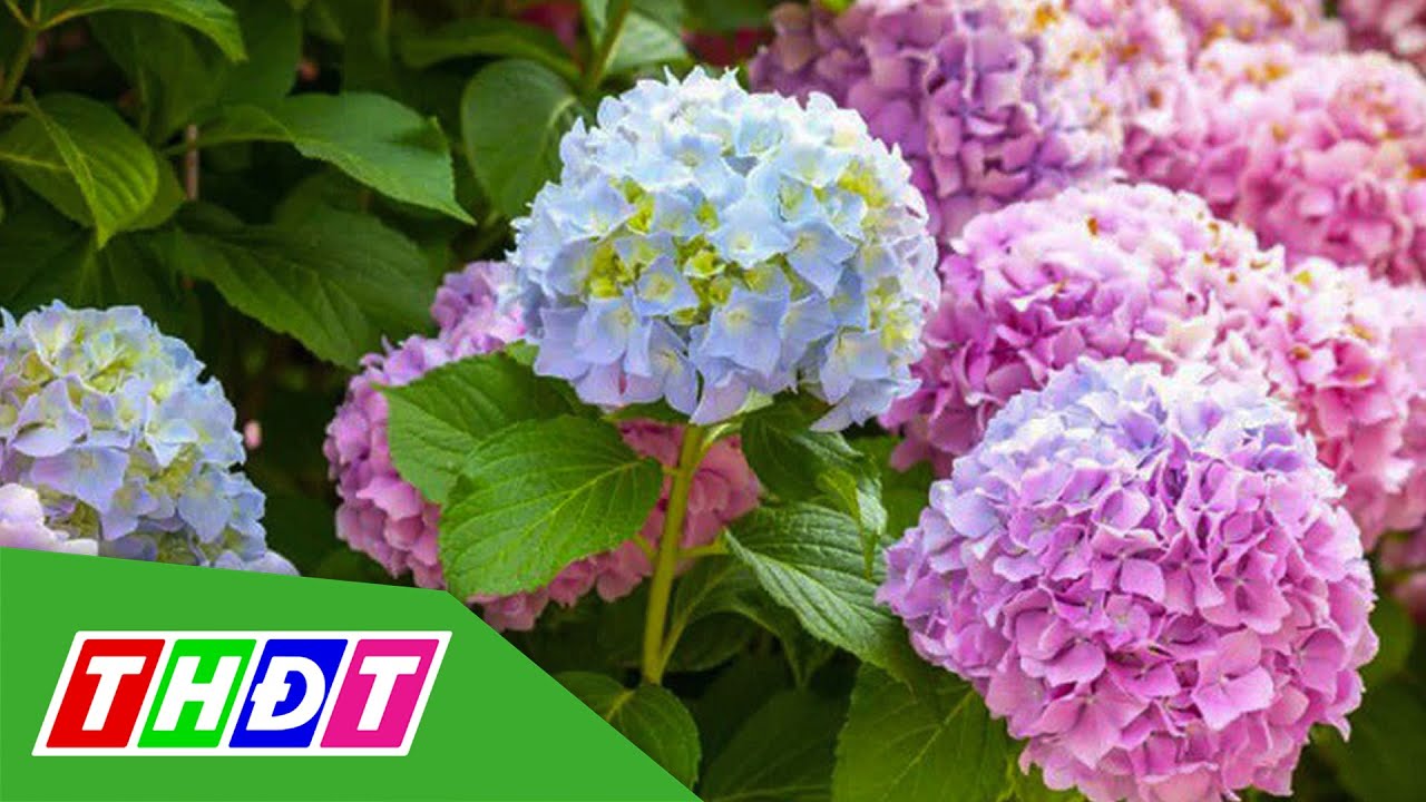 Hoa cẩm tú cầu xuất giàn phục vụ thị trường Giáng sinh... - youtube