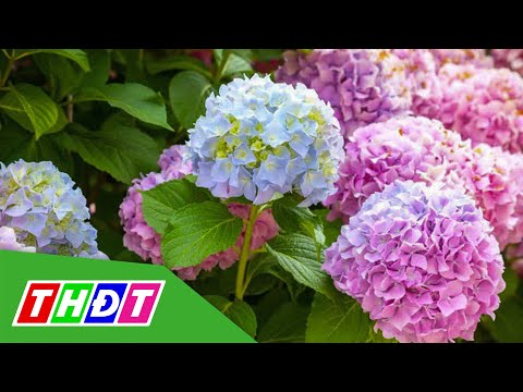 Video Hoa cẩm tú cầu xuất giàn phục vụ thị trường Giáng sinh... - youtube