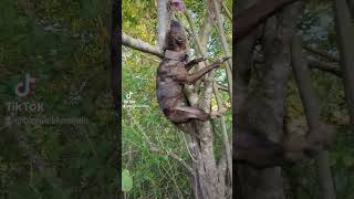 Bigneckkennels Nina 8 Months Today