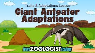 Giant Anteater Adaptations | How Do Anteaters Eat 30,000 Ants per Day