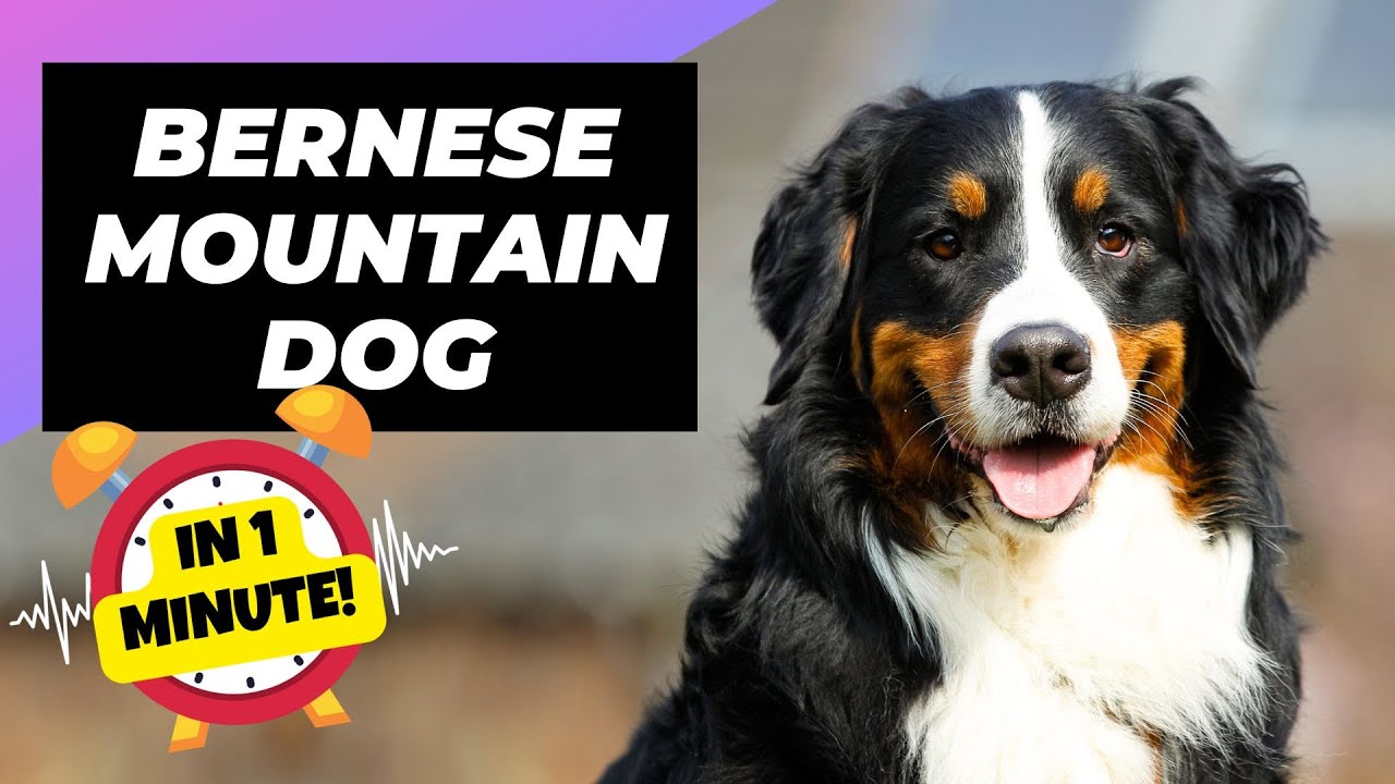 Bernese Mountain Dog - In 1 Minute! 🐶 The Giant & Fluffiest Mountain Dog |  1 Minute Animals - Youtube