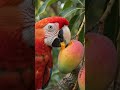 Parrot is eating mango #youtubeshorts