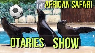 Spectacle Des Otaries - Zoo African Safari - Plaisance Du Touch 31 - Vlog