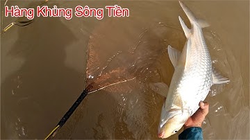 Những Đàn Cá Khủng Khiếp Trên Sông Tiền K Thể Ngờ Tới | Kích Cá Miền Tây | Catch Fish