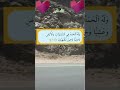 سورة الروم اية ١٧ ١٩