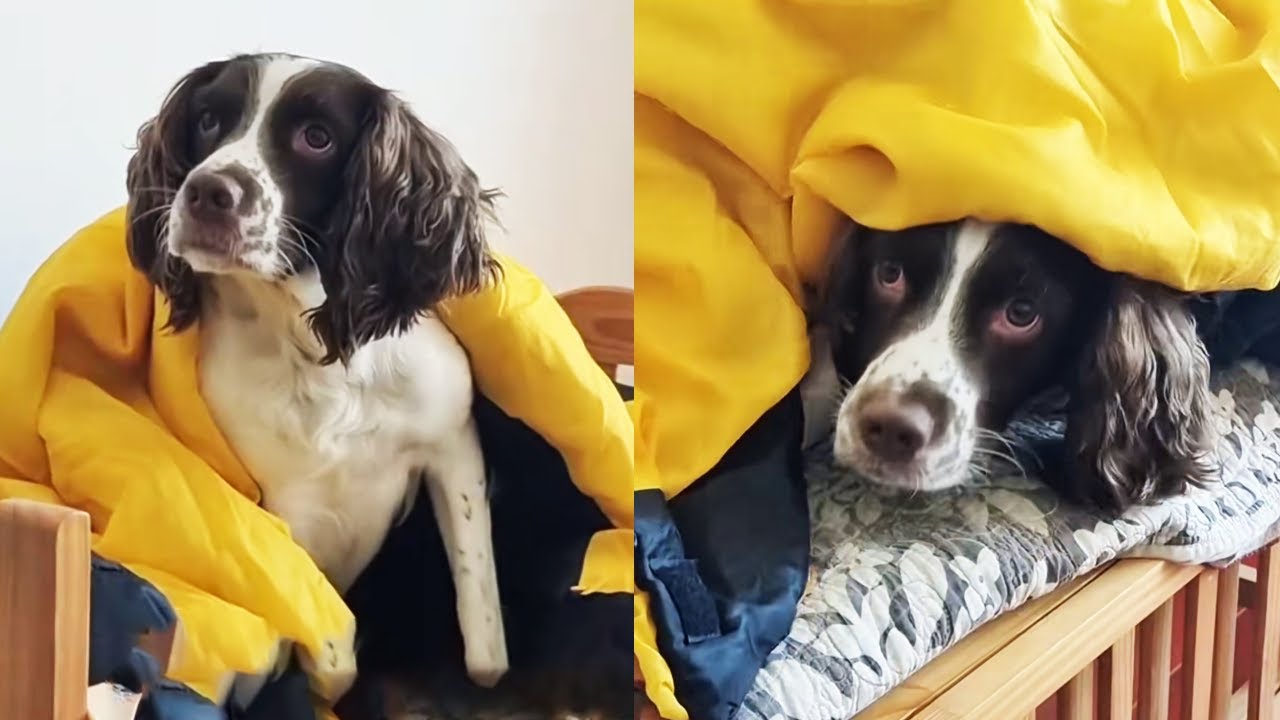 仔仔吓懵了！一旦被抓就得24小时不停劳动，仔仔：仔妈出去一定要抓牢我【靓仔日记】