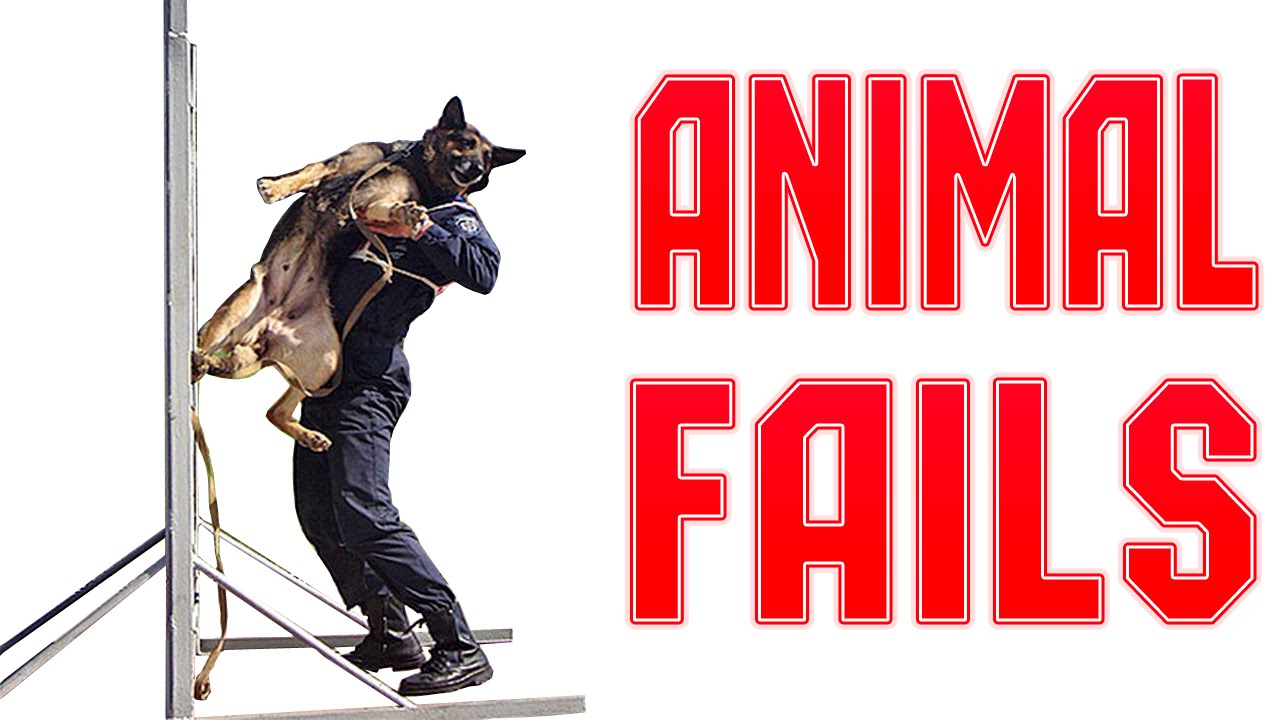 Animal Fails of the Week 3 August 2016 - Animal Fail Videos - Animal Fails Compilation 2016 cute cats for sale