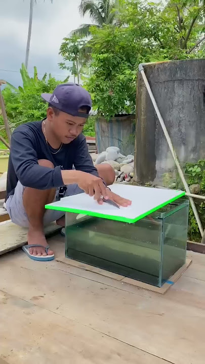 Make a big channa auranti aquarium🤤 #198 #KOOKIKO