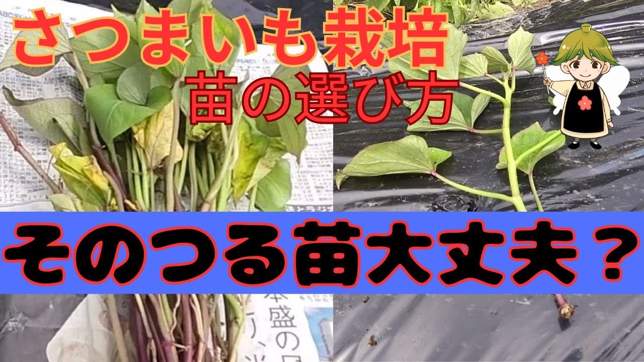 定寸マーカー　さつまいも　植え付けピッチ 定寸マーカーさつまいも植え付けピッチ