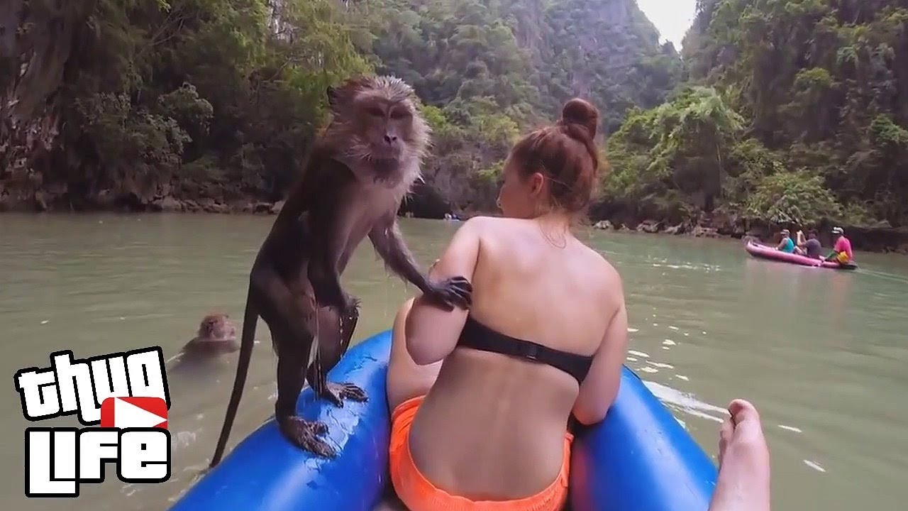 Best Thug Life Compilation of 2017 (Animal Edition) | Savage Animals