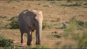The Genetics of Tusklessness | HHMI BioInteractive Video