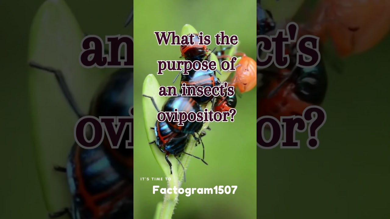 #ovipositor