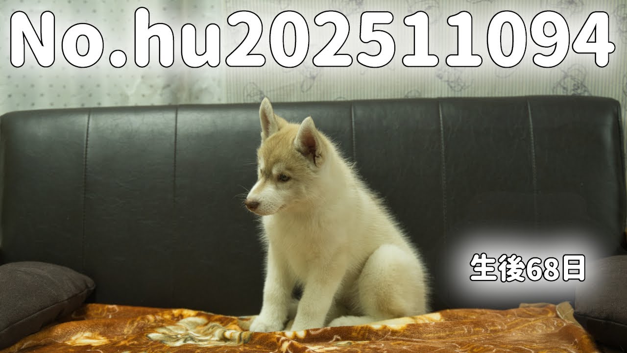 シベリアンハスキーの子犬販売 No.hu202511094 静岡県浜松市のブリーダー 2025年11月9生 1月16日現在