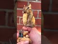 Chipmunk n long peanut  tiktokviral shortsfeed shorts squirrel peanut chipmunksandfriends