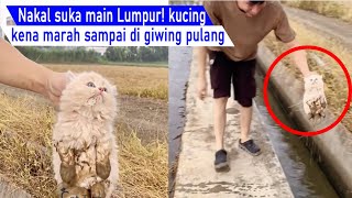 What a naughty kitten! So cute crying when his father comes home / Compilation Video