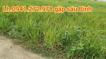Bán 13 lô đất nền toạ lạc tại ấp 3 xã Lạc Tấn _ Tân trụ _ Long An