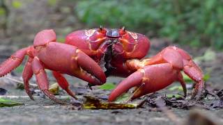 Most INSANE Animal Migrations