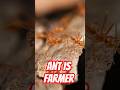 How Ants Became Farmers and You Had No Idea #wildlife #documentary #shocking
