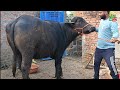 U.P बिहार के गांव में बिकाऊ भैंस देखने को मिली | Buffalo For Sale | Bhains ki Video #buffaoes