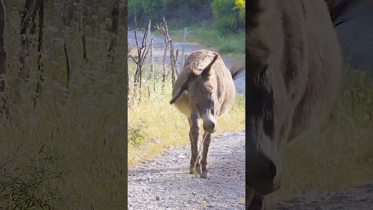 Donkey walking on gravel 