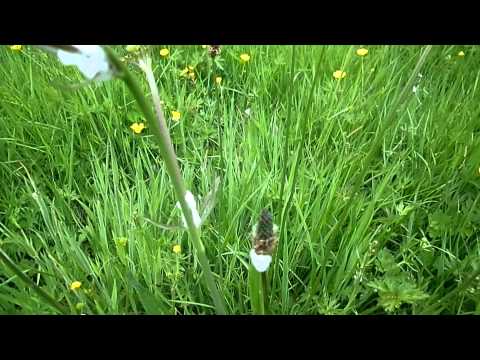 Cuckoo Spit, Spittlebugs and Froghoppers - Nature Insights
