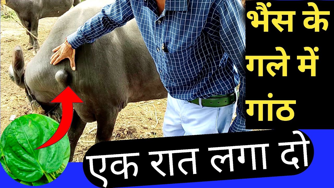 भैंस के गले कि गांठ का इलाज | Pashu Ke Ganth Ka Ilaj | पशु मे गाँठ का इलाज | buffalo ganth ka ilaj !