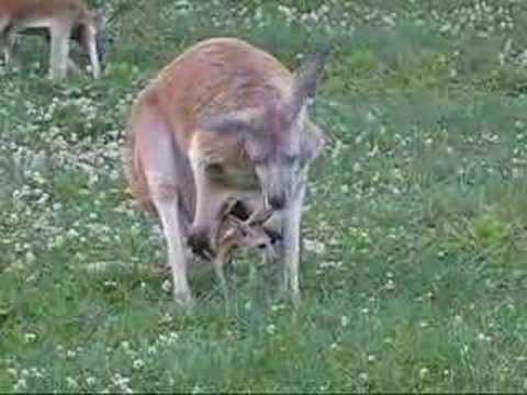 Baby kangaroo (joey) jumps out of pouch