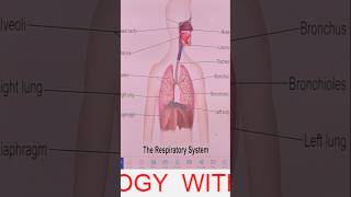 human respiratory system#trending #viralvideo #reneet  #biology
