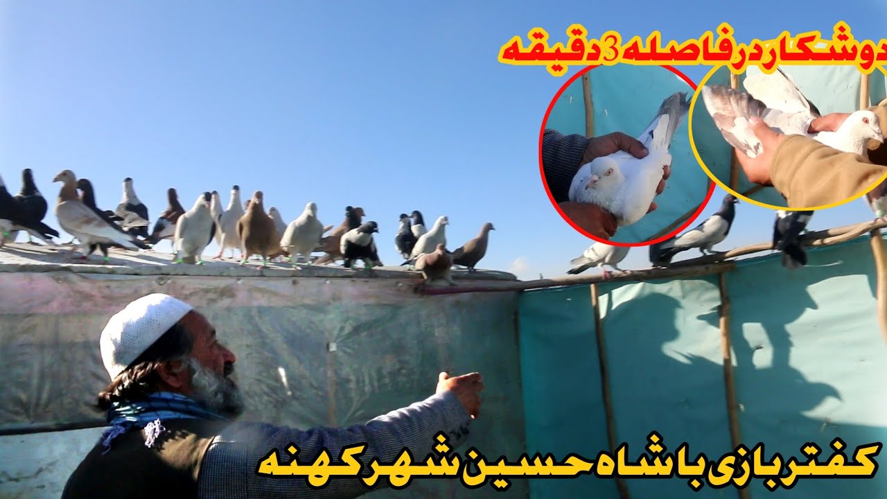 کفتر بازی با شاه حسین شهر کهنه کابل Dove game with Shah Hussain Shahr Kohna Kabul