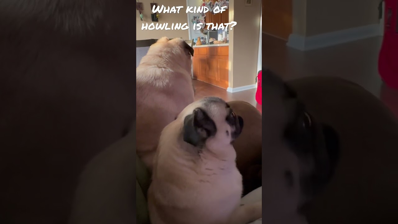 Funny Pug howling 