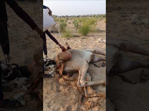 م نظ ر ج ميل ي ستلقي الج م ل و ي ملأ الر ج ل الماء في و عاء ط ين ي