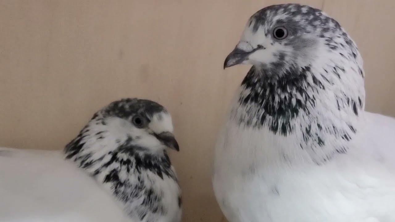 Teddy chodhry sakhi wale kabootaro ka shok karen #teddy #pigeon #kabootar #kabutar  