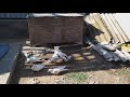 #pigeon.    Голуби  Джамгарян Миши в Астрахани