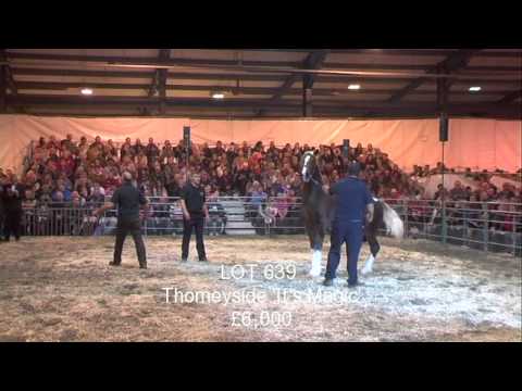 Видео: Welsh Cob Horse үүлдрийн харшилтай, эрүүл мэнд, амьдрах хугацаа