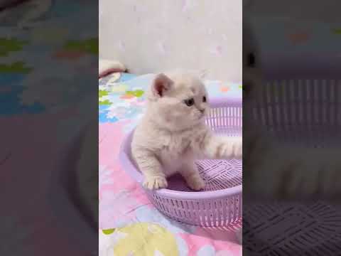 可爱的小猫可爱 #shorts #8343 #shorts