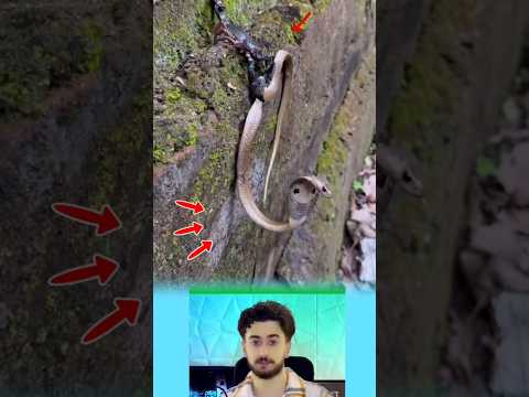 لم تنفع محاولاته المتكررة فقبضة العقرب أمسكت به في نقطة لا يمكنه الانفلات منها 