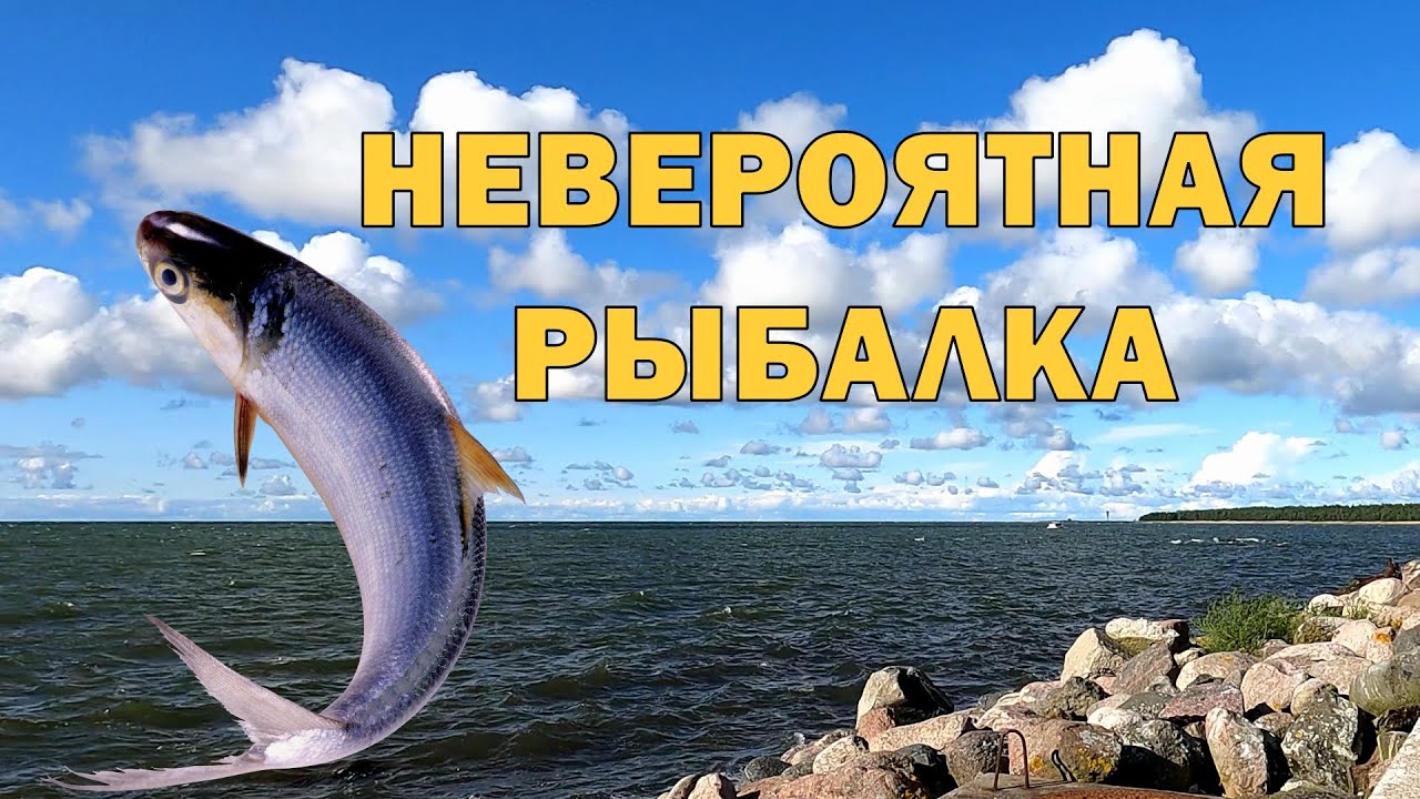 МНОГО РЫБЫ. СЕТЬ ПОРВАЛАСЬ. ВЕСЫ СЛОМАЛИСЬ. - YouTube