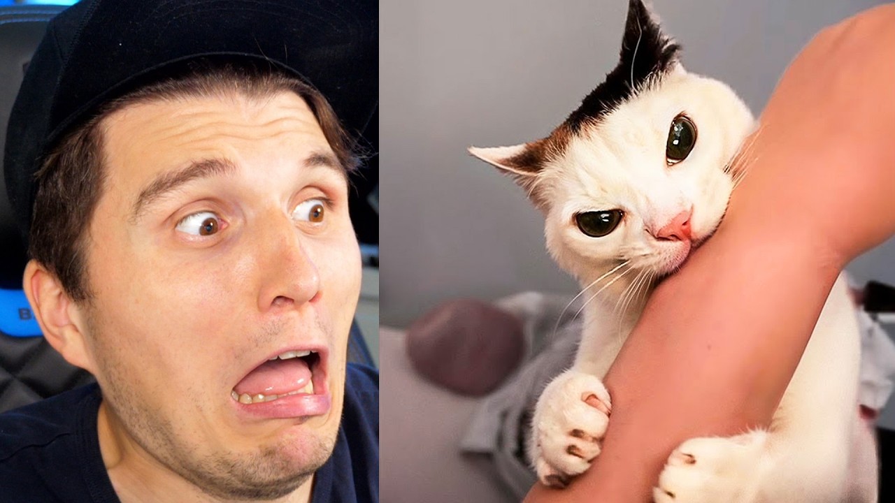 Paluten REAGIERT auf Wenn Katzen sich wie Trottel benehmen