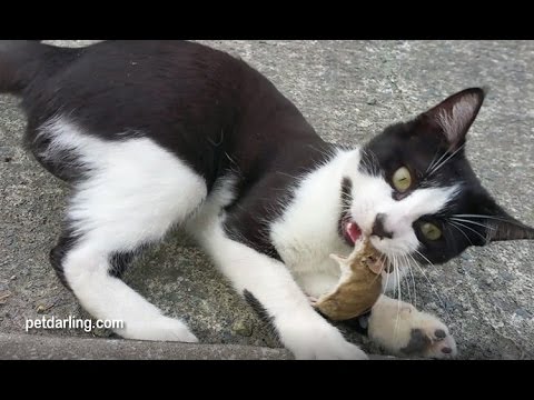 Video: Los expertos recomiendan que los gatos gordos suizos cacen por su comida