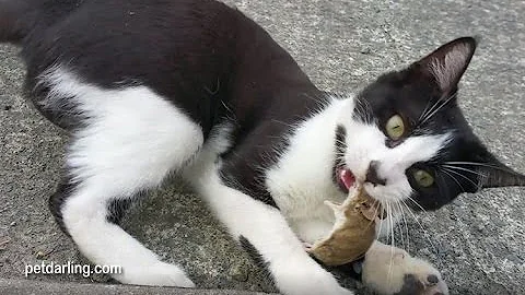 ¿Los gatos cazan ratones por la noche?