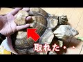ケヅメリクガメの甲羅が取れました。中はどうなっているのかな？