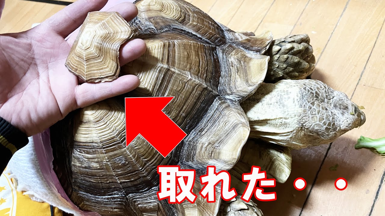 亀の甲羅（抜け殻） ケヅメリクガメの甲羅が取れました。中はどうなっているのかな？ - YouTube