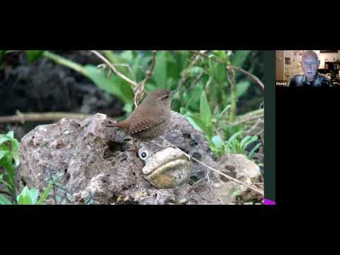 Video: Hummingbird Feeder Pests - Ongedierte buiten de Hummingbird Feeders houden